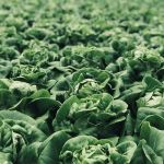 lettuces in a field